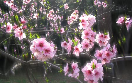 山桜