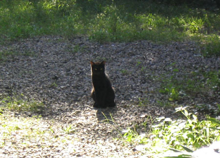 黒野良猫