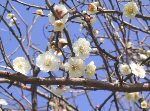 梅