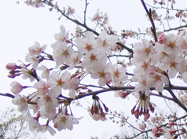染井吉野