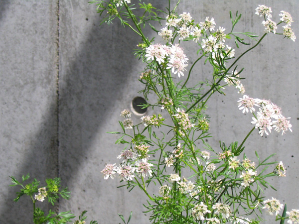 香菜開花