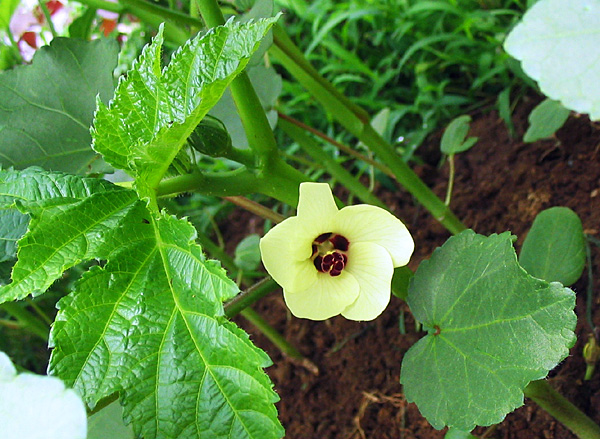 オクラの花