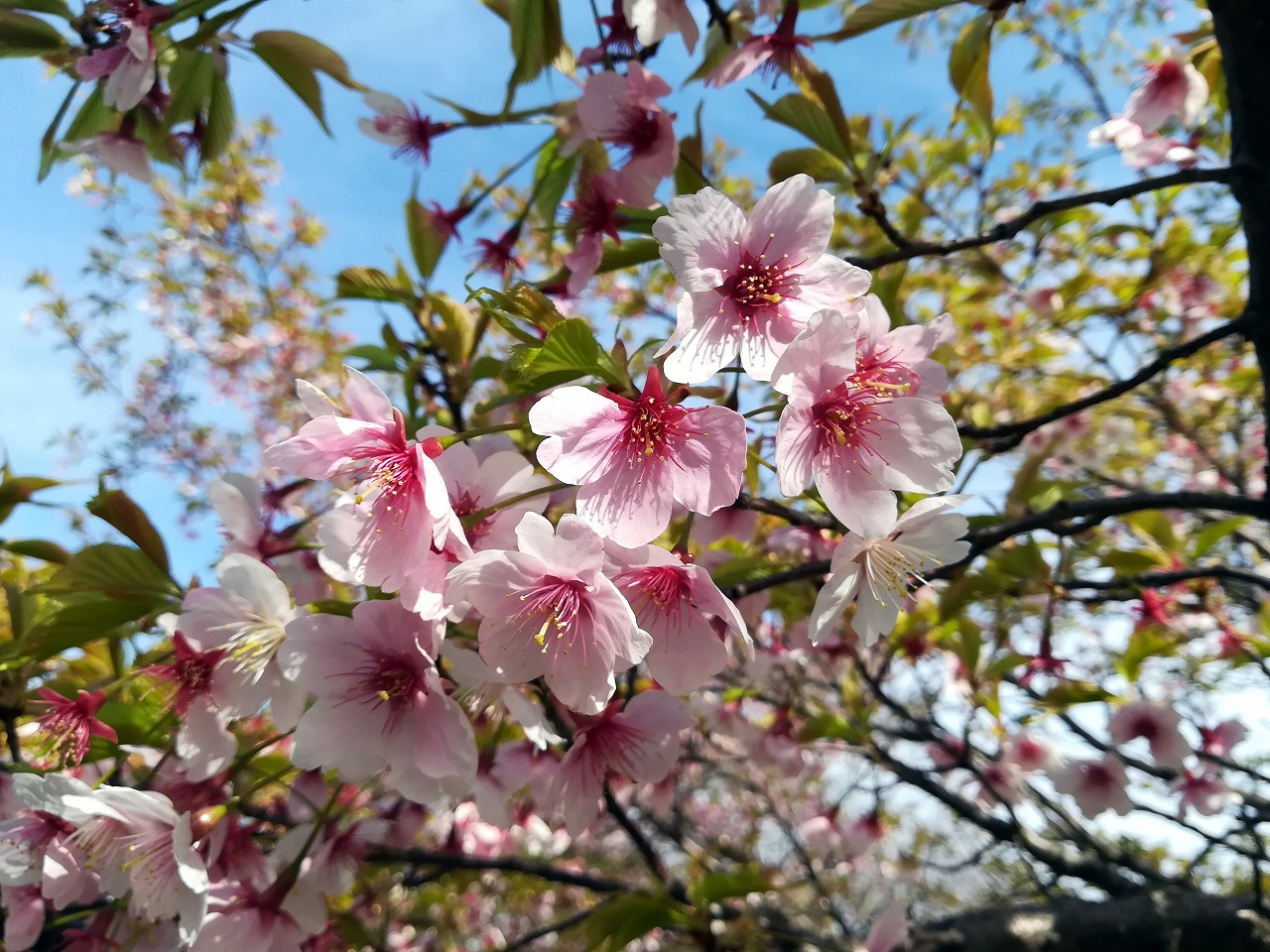 葉桜