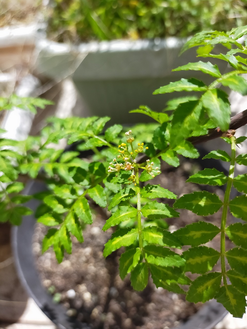 山椒の花